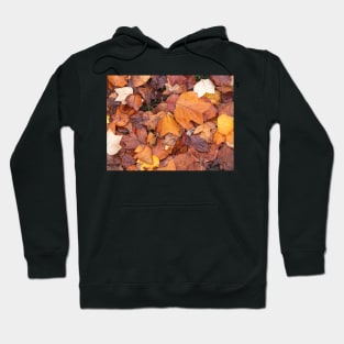 Colourful red and orange autumn leaves Hoodie